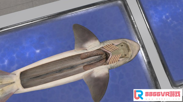 [VR交流学习]解剖模拟器：狗鲨 (Dissection Simulator: Dogfish Edition)4086 作者:admin 帖子ID:2644 