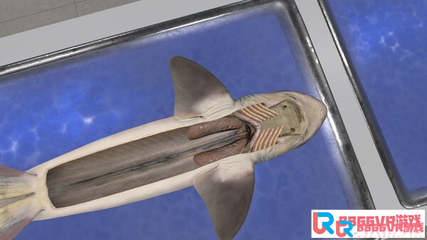 [Oculus quest] 解剖鲨鱼（VictoryXR）4216 作者:admin 帖子ID:4362 
