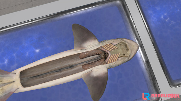 [Oculus quest] 解剖鲨鱼（VictoryXR）9665 作者:admin 帖子ID:4362 