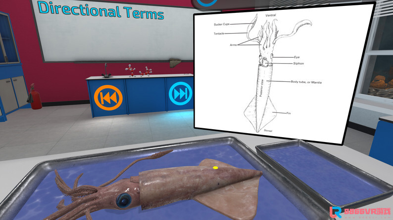 [Oculus quest] 解剖无脊椎动物 VR（VR Squid and Seastar Dissection）5206 作者:admin 帖子ID:4364 