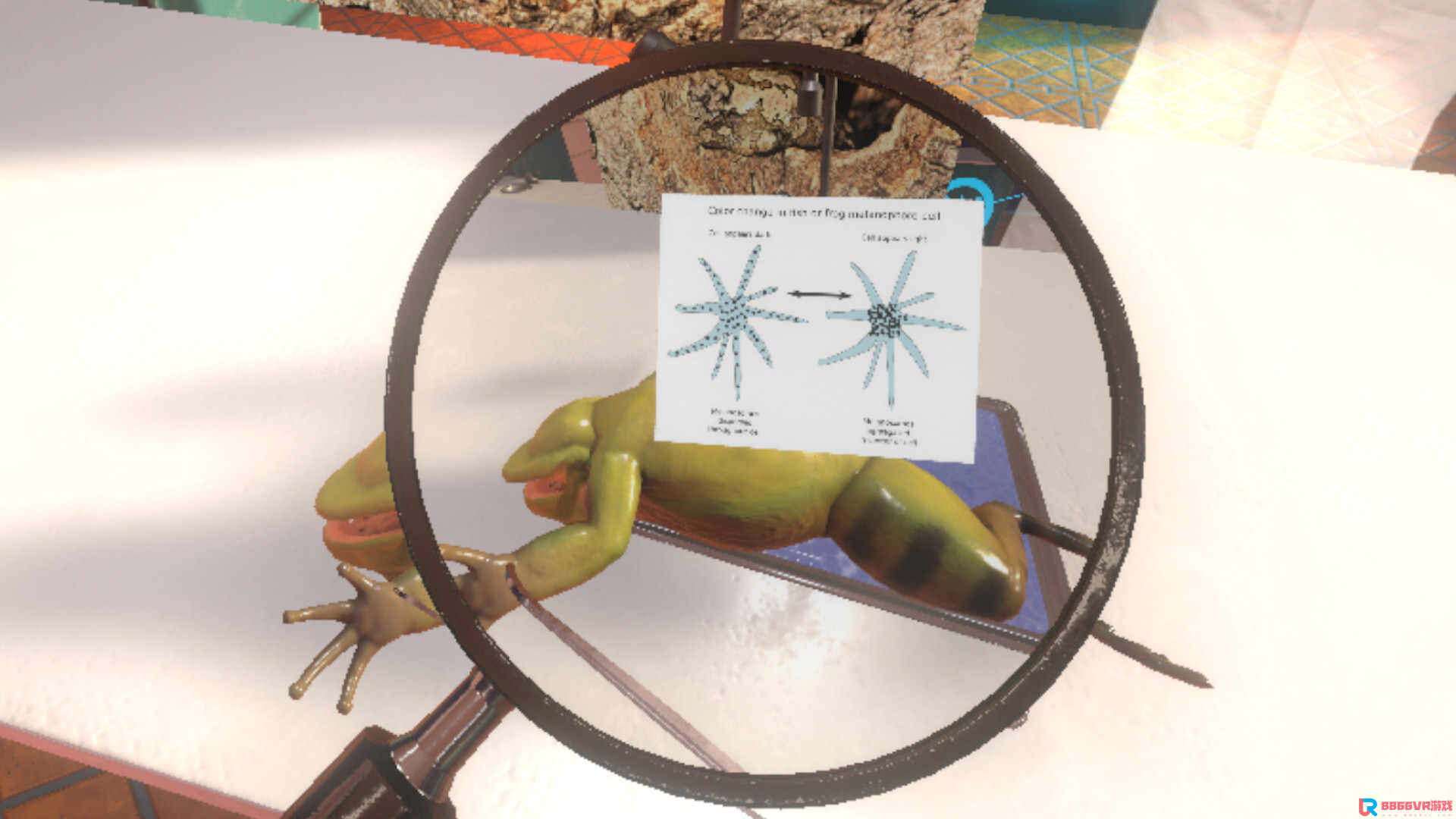 [Oculus quest] 解刨学：解剖青蛙（Dissection Simulator Frog Edition）7612 作者:yuanzi888 帖子ID:4865 