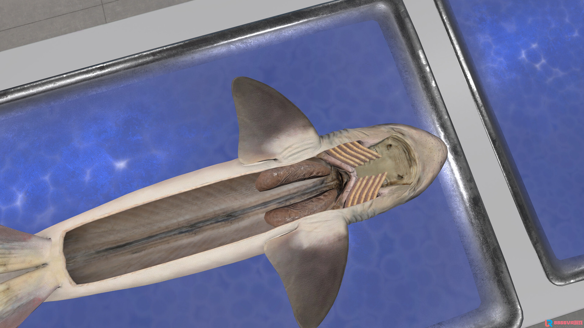 [Oculus quest] 解剖模拟器：角鲨版（Dissection Simulator: Dogfish Ed...9349 作者:yuanzi888 帖子ID:4866 