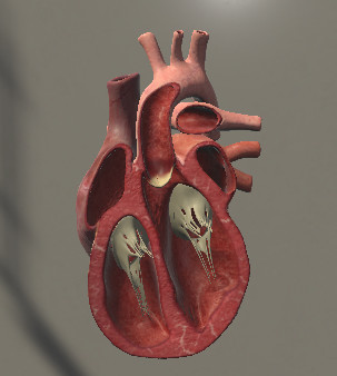 外科三维骨骼 Surgical Study and 3D Skeletons for Medical School Students5358 作者:admin 帖子ID:2497 3D骨骼,3d骨骼模型,3d骨骼绑定,3d骨骼软件,3d怎么删除骨骼