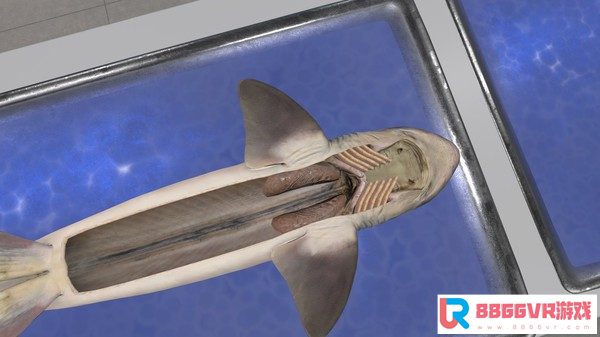 [VR交流学习]解剖模拟器：狗鲨 (Dissection Simulator: Dogfish Edition)7522 作者:admin 帖子ID:2644 