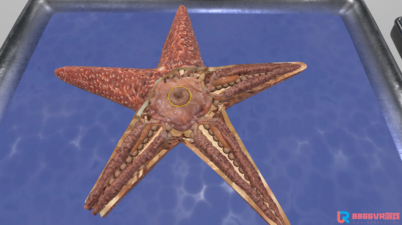 [Oculus quest] 解剖无脊椎动物 VR（VR Squid and Seastar Dissection）8893 作者:admin 帖子ID:4364 