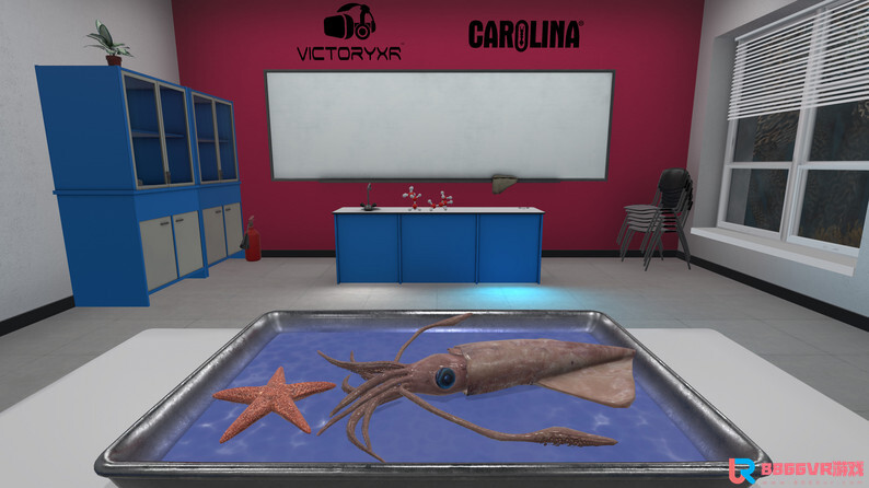 [Oculus quest] 解剖无脊椎动物 VR（VR Squid and Seastar Dissection）1781 作者:admin 帖子ID:4364 