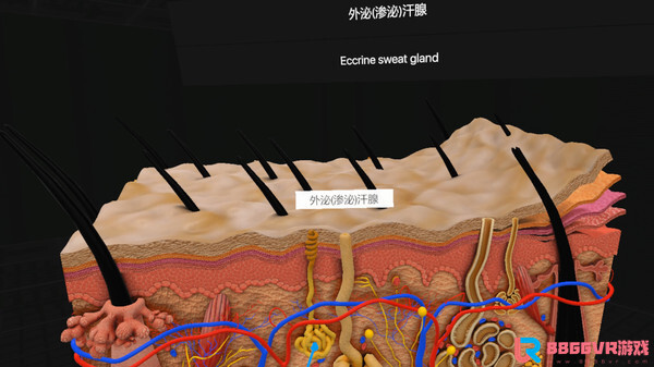 [VR游戏下载] 认识人体解剖 VR（Everyday Anatomy VR）4889 作者:admin 帖子ID:4393 