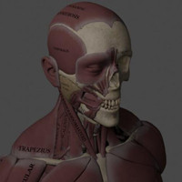 [Oculus quest] 人体解剖学（Human Anatomy Puzzle）4455 作者:yuanzi888 帖子ID:4776 